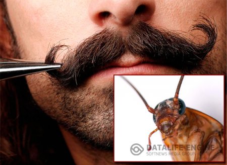 тараканы стасики mustak