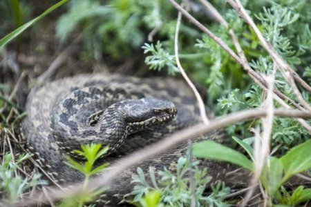 степная гадюка (vipera ursinii)