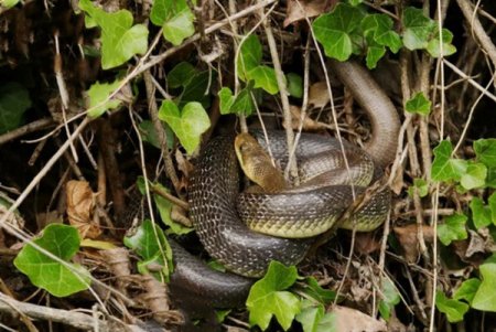 эскулапов полоз (zamenis longissimus)