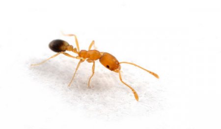 фараонов муравей (monomorium pharaonis)