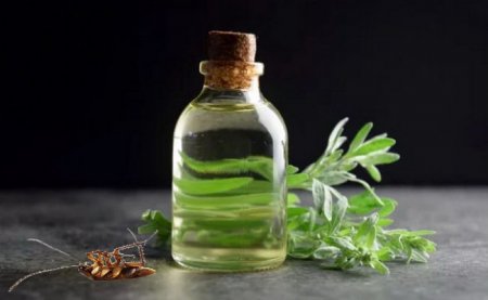 Народные методы борьбы с тараканами