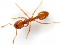 домашний муравей-вор (solenopsis fugax)