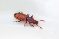 сурикамский мукоед oryzaephilus surinamensis