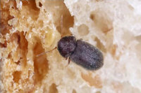 точильщик хлебный stegobium paniceum