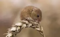 Полевые мыши: советы по борьбе