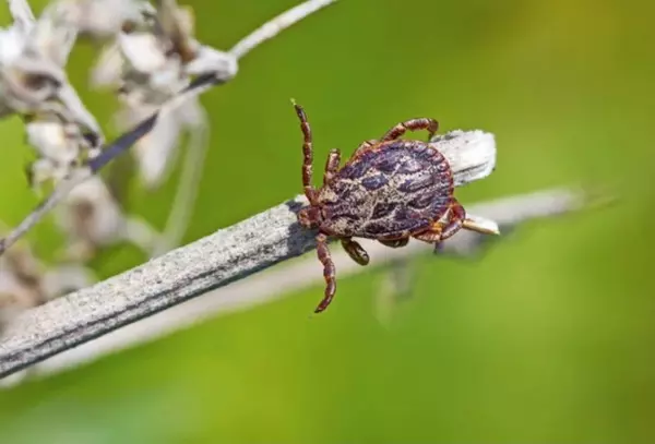 пастбищный клещ (dermacentor marginatus)