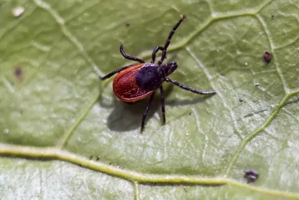 таёжный клещ (ixodes persulcatus)